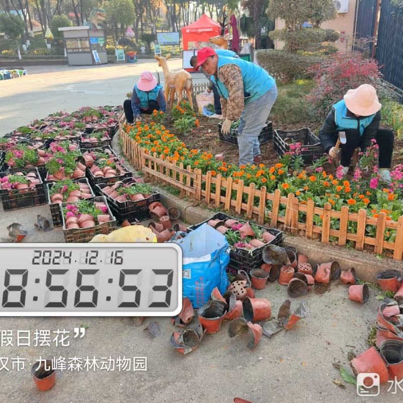 绿化养护